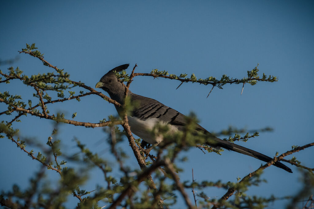 White-bellied Go-away-bird