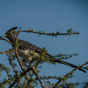 White-bellied Go-away-bird