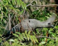 Grey Go-away-bird