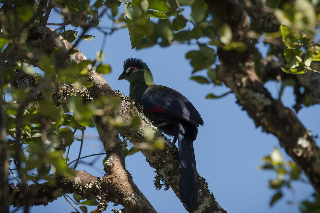 Hartlaub's Turaco