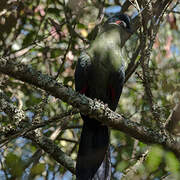 Hartlaub's Turaco