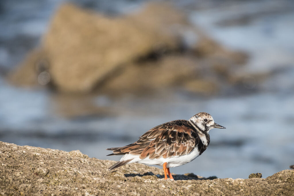 Ruddy Turnstone