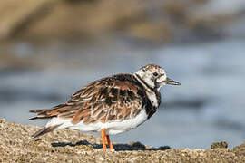 Ruddy Turnstone