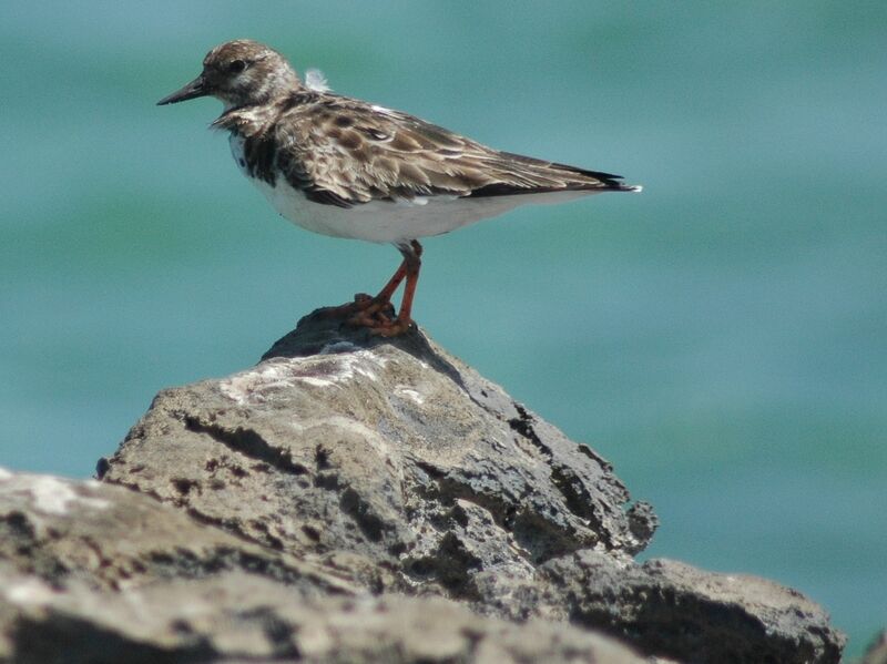 Ruddy Turnstone