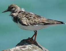 Ruddy Turnstone