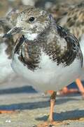 Ruddy Turnstone