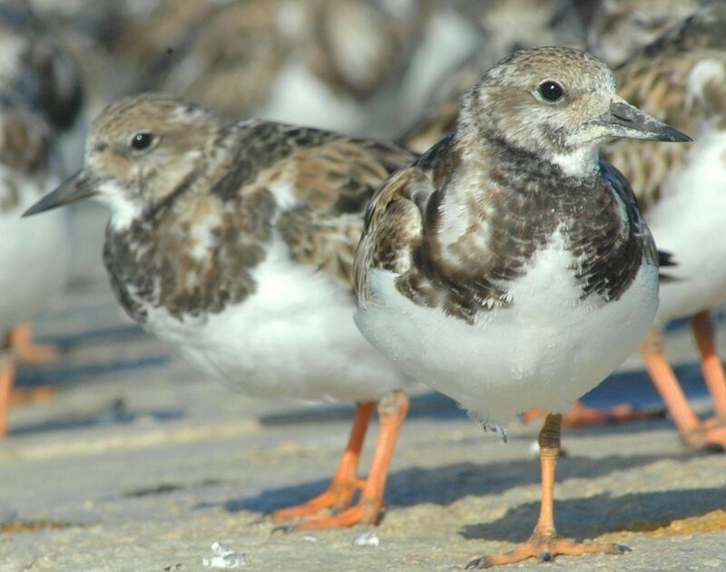 Ruddy Turnstone