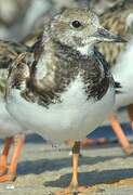 Ruddy Turnstone