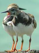 Ruddy Turnstone