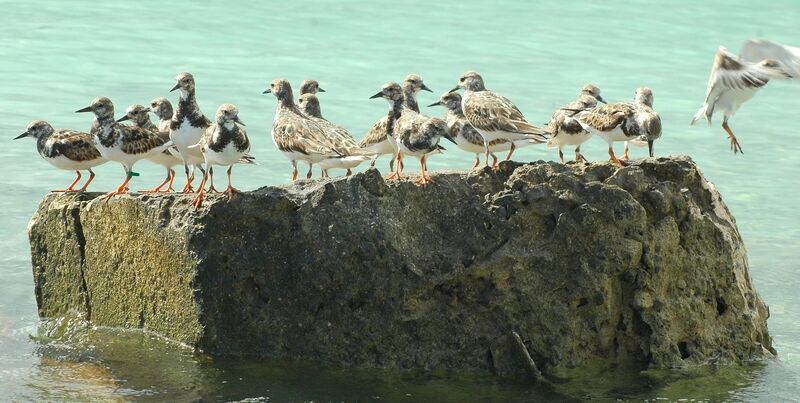 Ruddy Turnstone