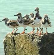 Ruddy Turnstone