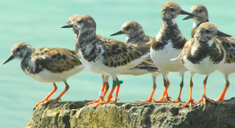 Ruddy Turnstone