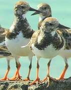 Ruddy Turnstone