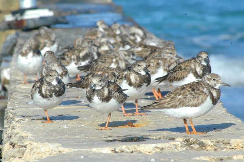 Ruddy Turnstone