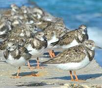 Ruddy Turnstone