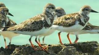 Ruddy Turnstone