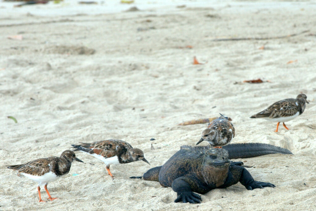 Ruddy Turnstone