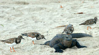 Ruddy Turnstone