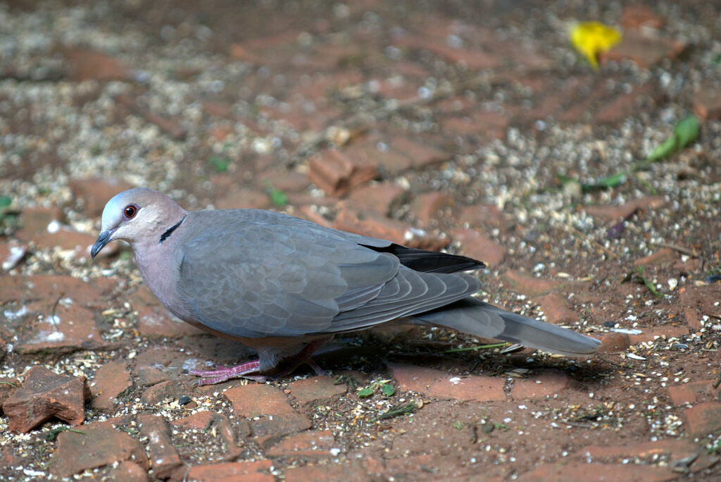 Red-eyed Dove