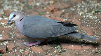 Red-eyed Dove