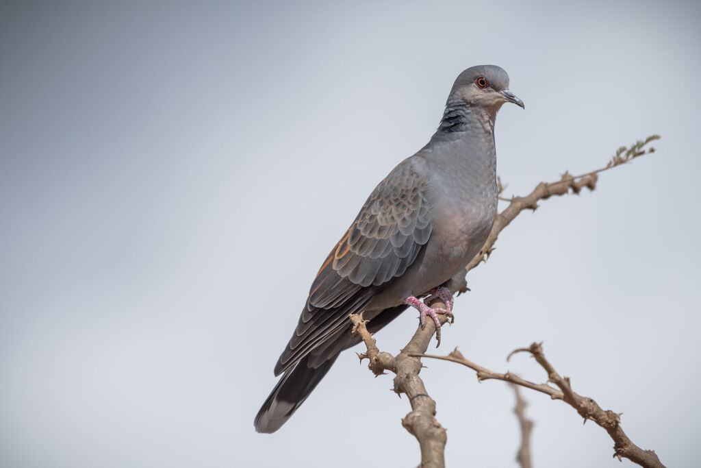 Dusky Turtle Dove