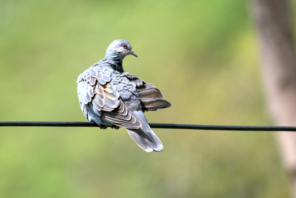 European Turtle Dove