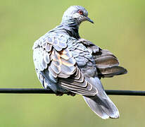 European Turtle Dove