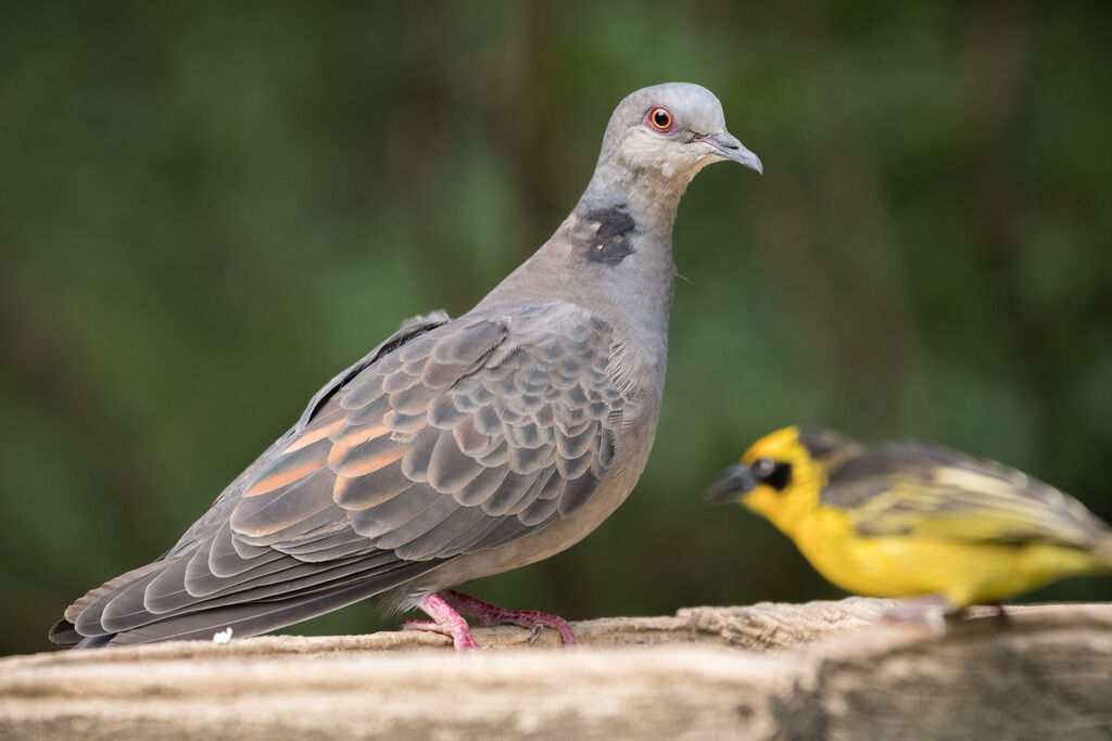 European Turtle Dove