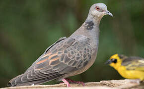 European Turtle Dove