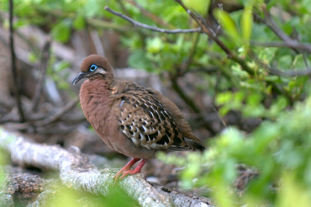 Galapagos Dove