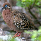 Tourterelle des Galapagos