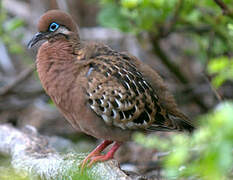 Galapagos Dove