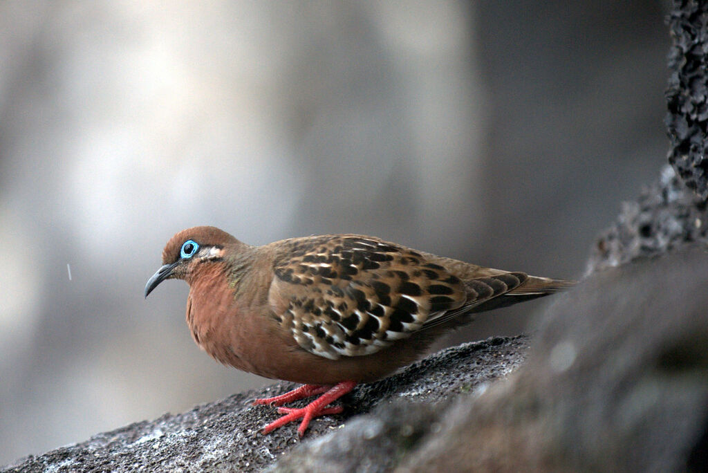 Tourterelle des Galapagos