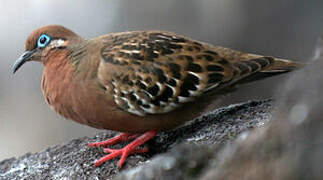 Galapagos Dove