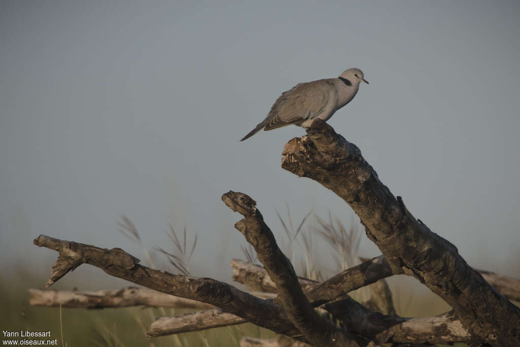 Ring-necked Doveadult, song