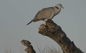 Ring-necked Dove