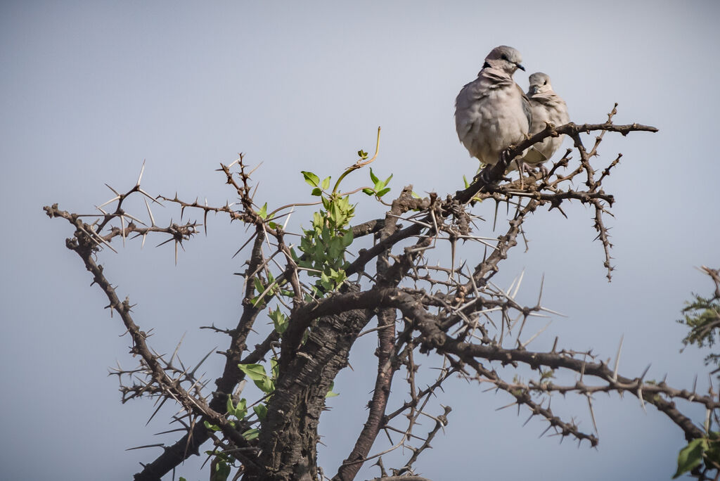 Ring-necked Dove