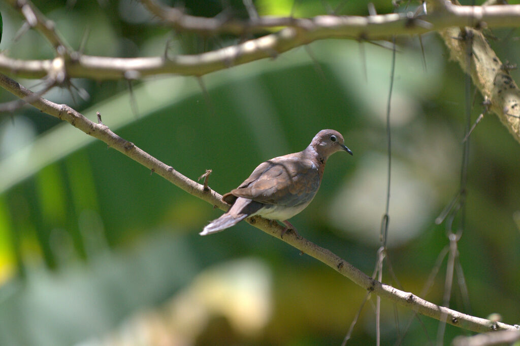 Laughing Dove