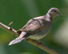 Laughing Dove