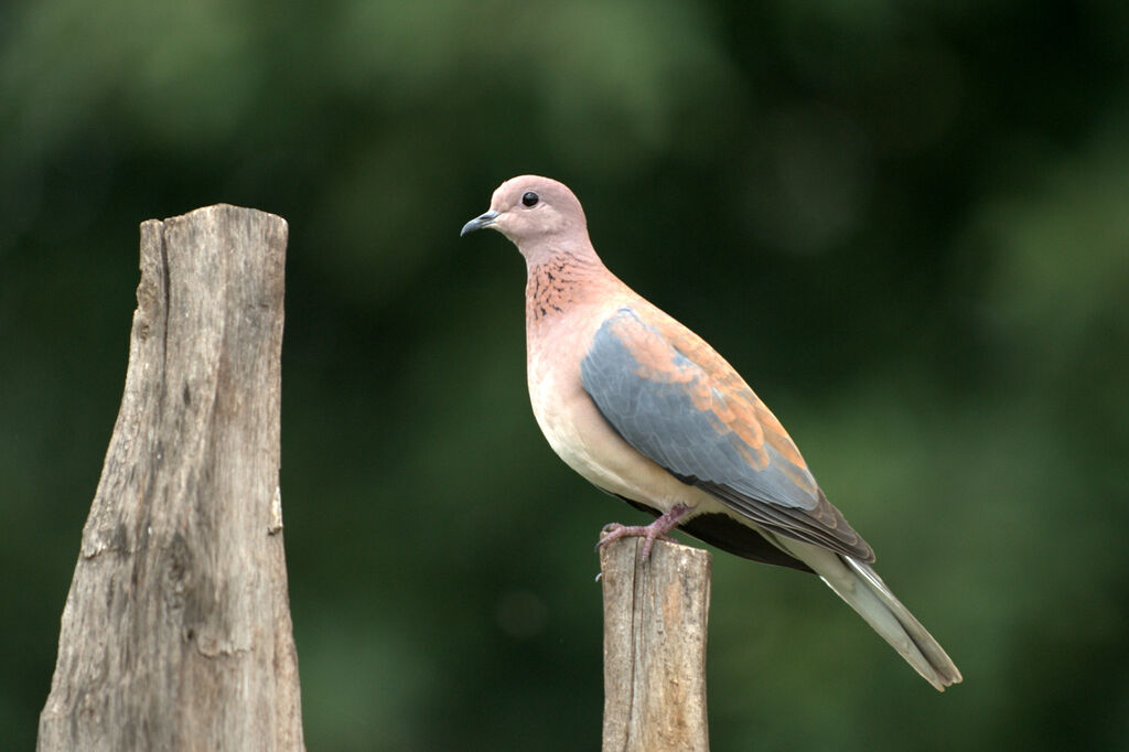 Laughing Dove