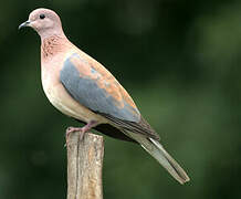 Laughing Dove