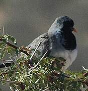 Namaqua Dove