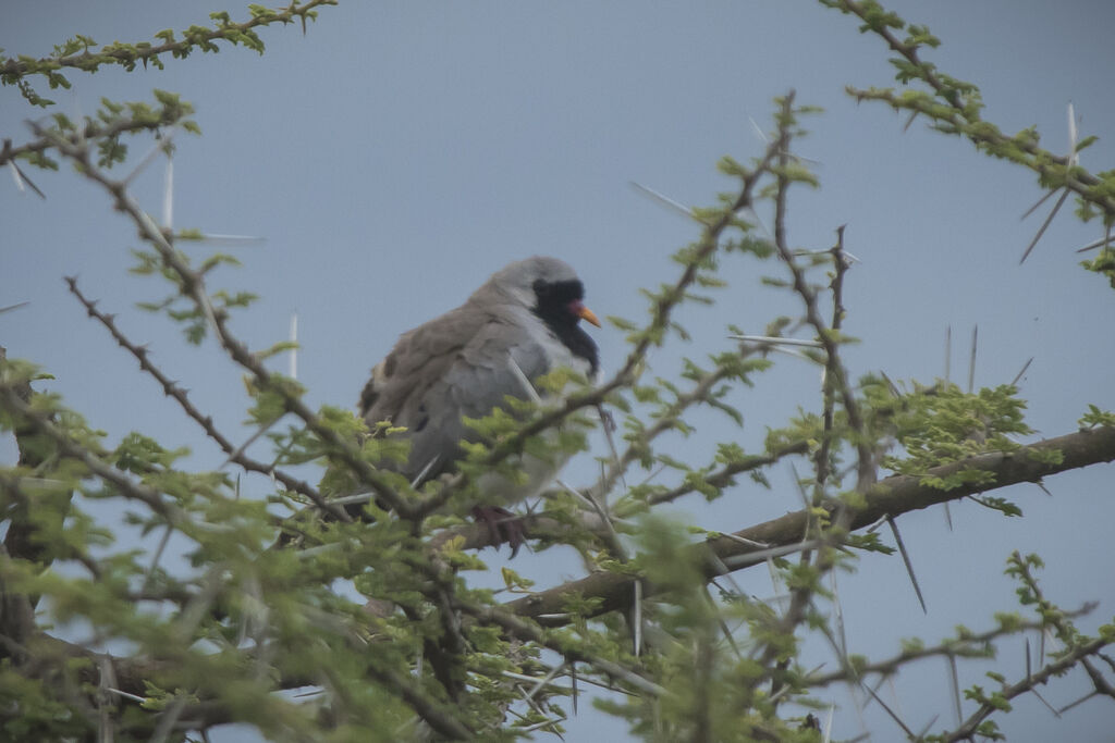 Namaqua Dove