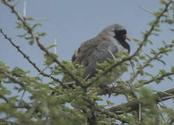 Namaqua Dove