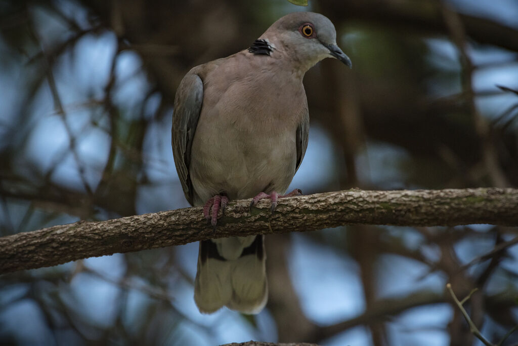 Mourning Collared Dove