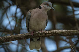 Mourning Collared Dove