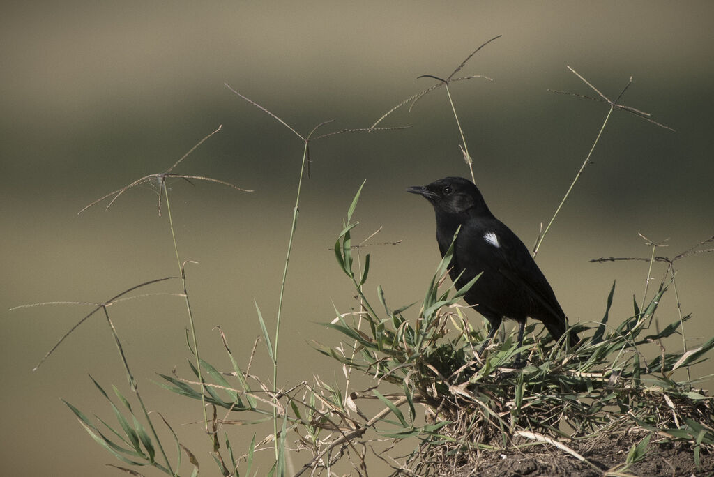 Sooty Chat