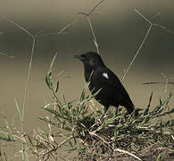 Sooty Chat