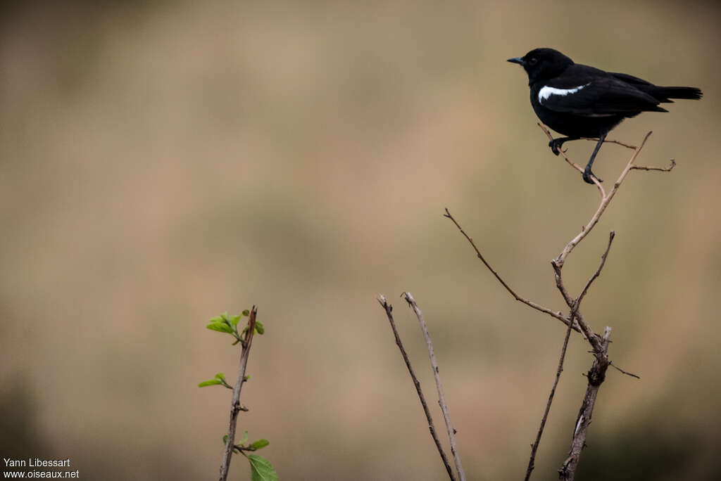 Sooty Chat