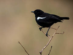 Sooty Chat